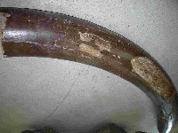 藏品(淮河古菱齒象門牙化石)的圖片